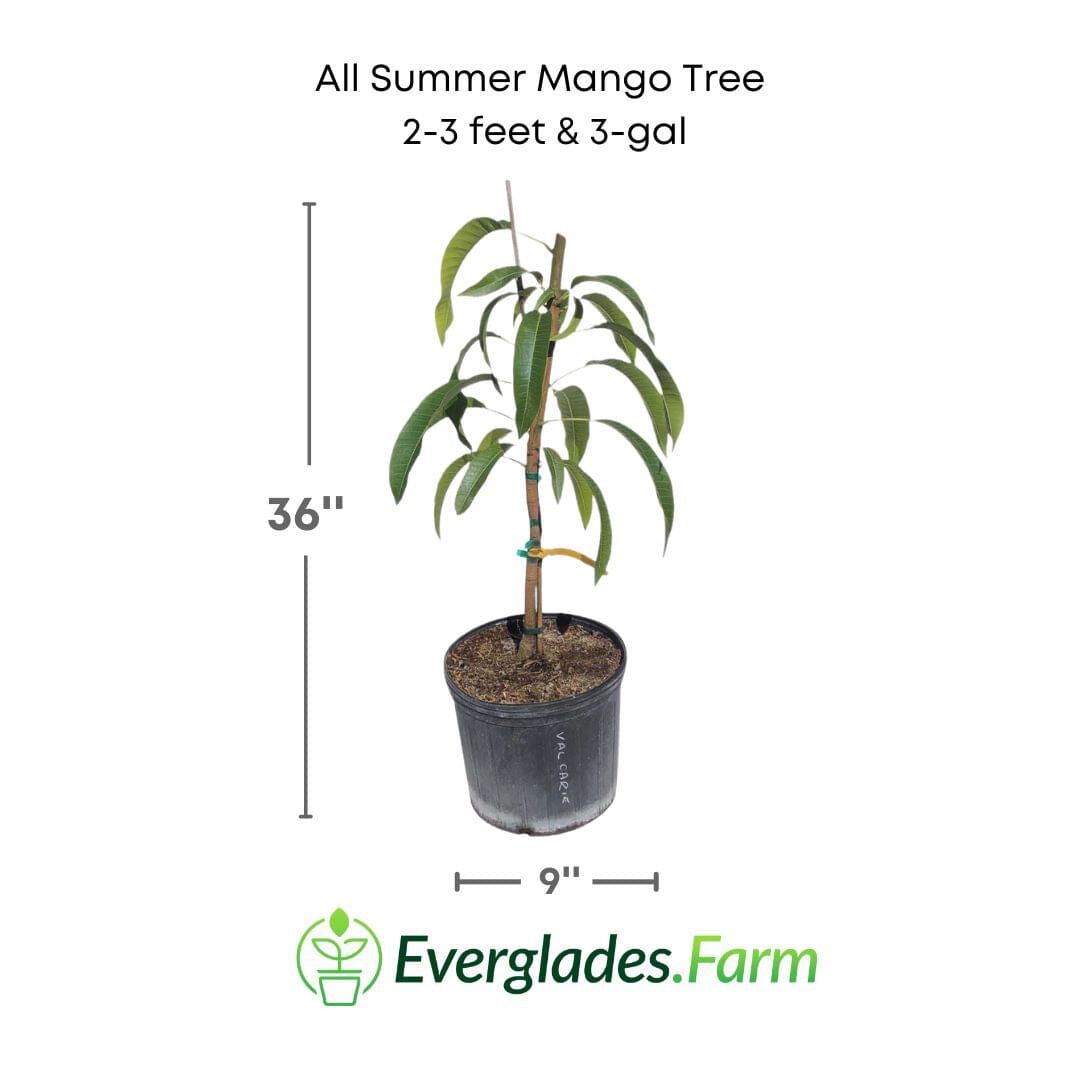 All Summer or Marlys Mango Tree, Grafted 110-Guacalina Nursery & Broker 12-18 inches & 1-gal