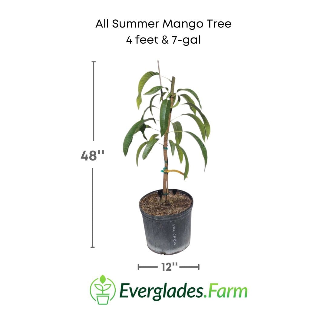 All Summer or Marlys Mango Tree, Grafted 110-Guacalina Nursery & Broker 4 feet & 7-gal