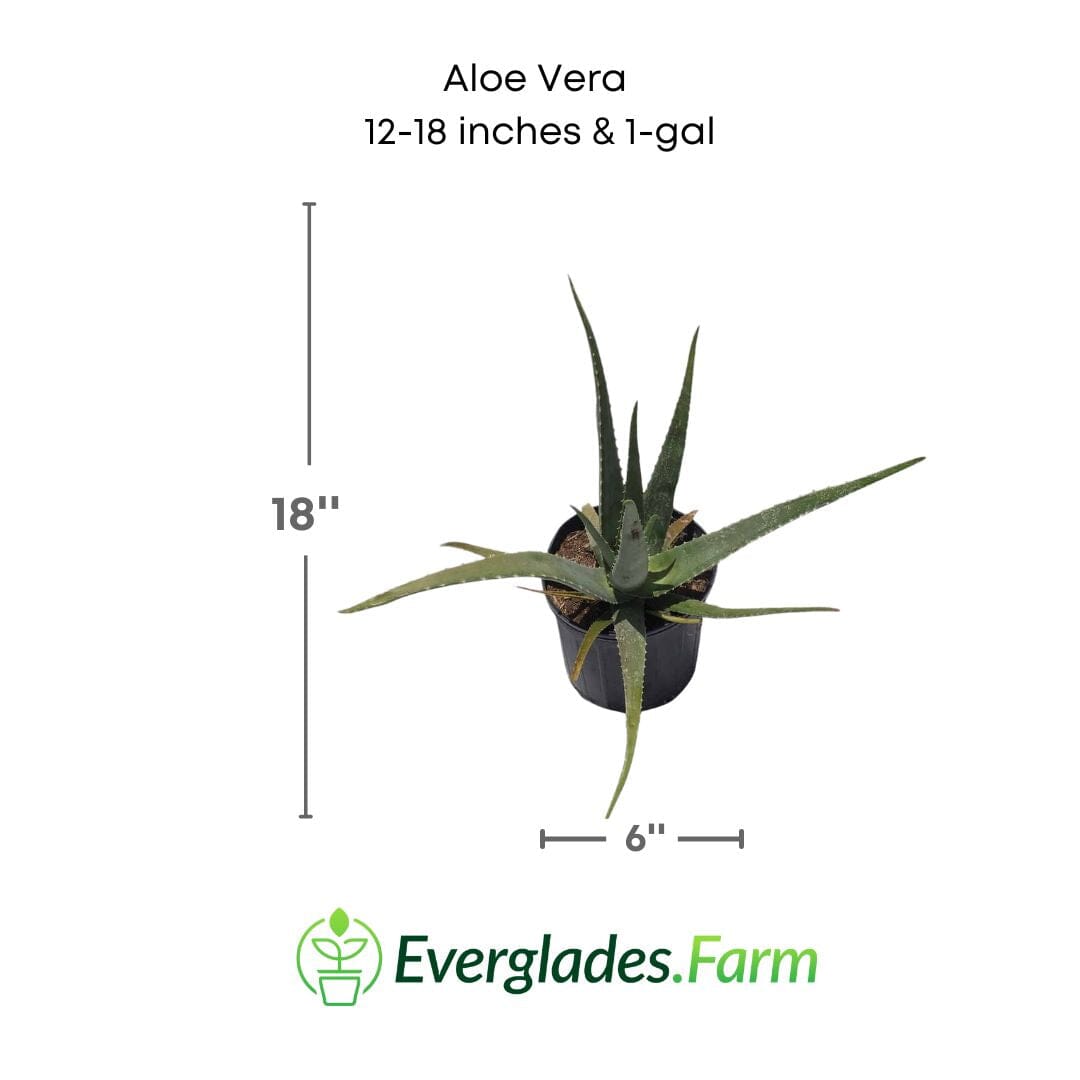 Aloe Vera Medicinal Plant Medicinal Plants 102-Zill High Performance Plants 12-18 inches & 1-gal