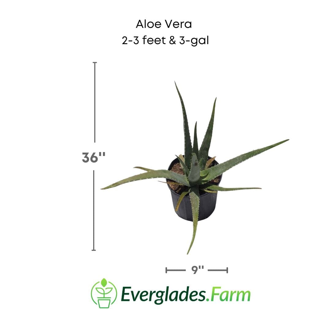 Aloe Vera Medicinal Plant Medicinal Plants 102-Zill High Performance Plants 2-3 feet & 3-gal