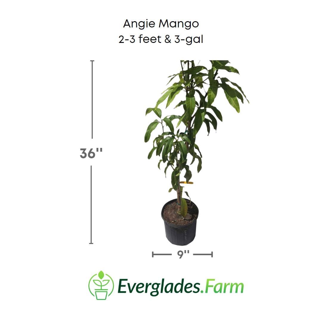 Angie Mango Tree, Grafted Fruit Trees 100-Carlos Tropical Fruits 12-18 inches & 1-gal