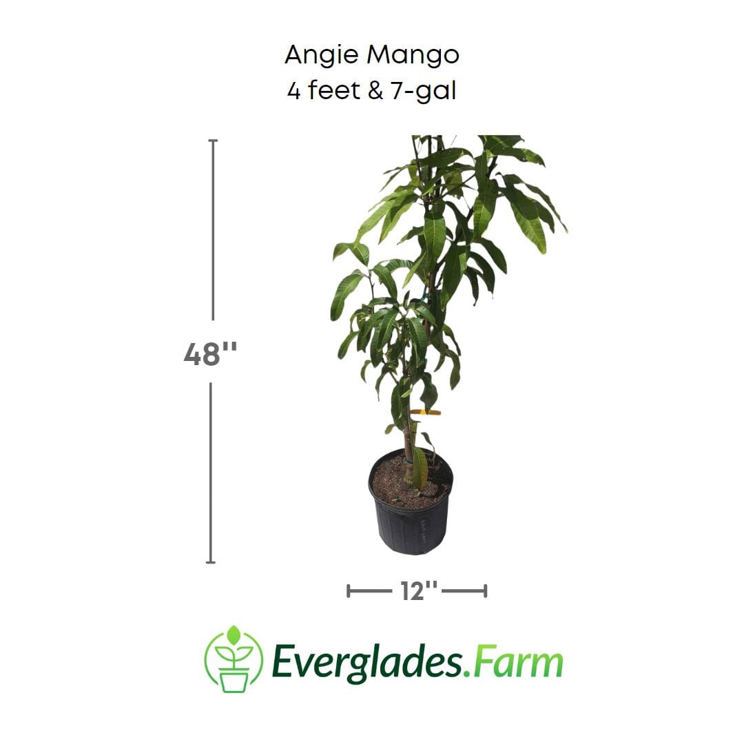 Angie Mango Tree, Grafted Fruit Trees 100-Carlos Tropical Fruits 4 feet & 7-gal