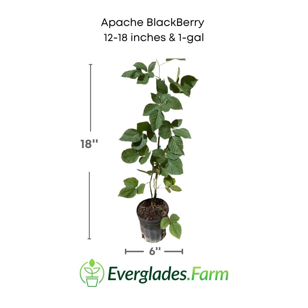 Apache Blackberry, Summer Bearing, Thornless, Plant 103-Pine Island Nursery 12-18 inches & 1-gal