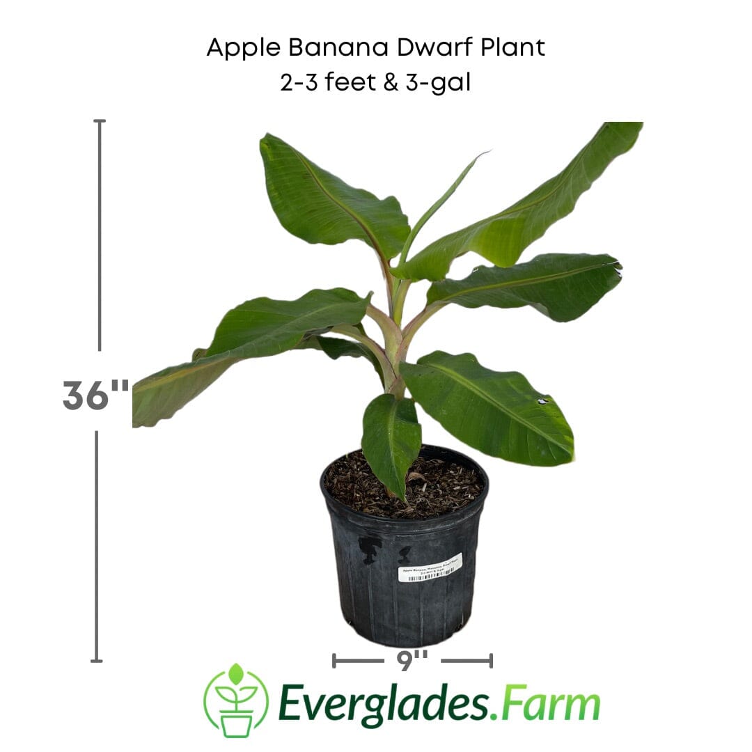 Apple Banana, Manzano, Dwarf Plant Everglades Farm 2-3 feet & 3-gal