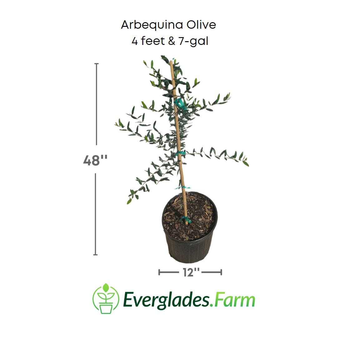 Arbequina Olive Tree, Semi-Dwarf 103-Pine Island Nursery 4 feet & 7-gal