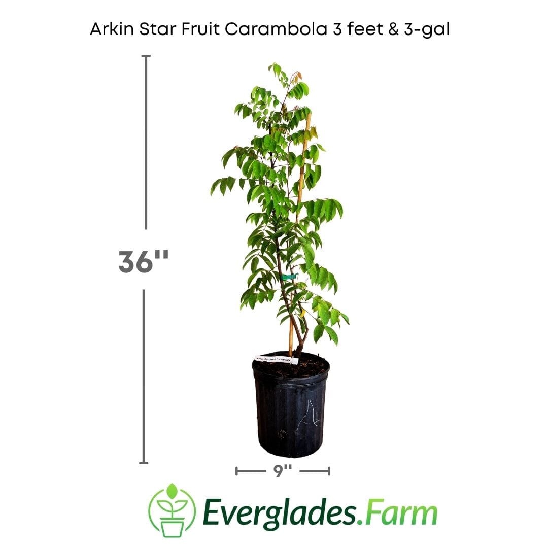 Arkin Star fruit Carambola Fruit Tree, Grafted Fruit Trees 100-Carlos Tropical Fruits 3 feet & 3-gal