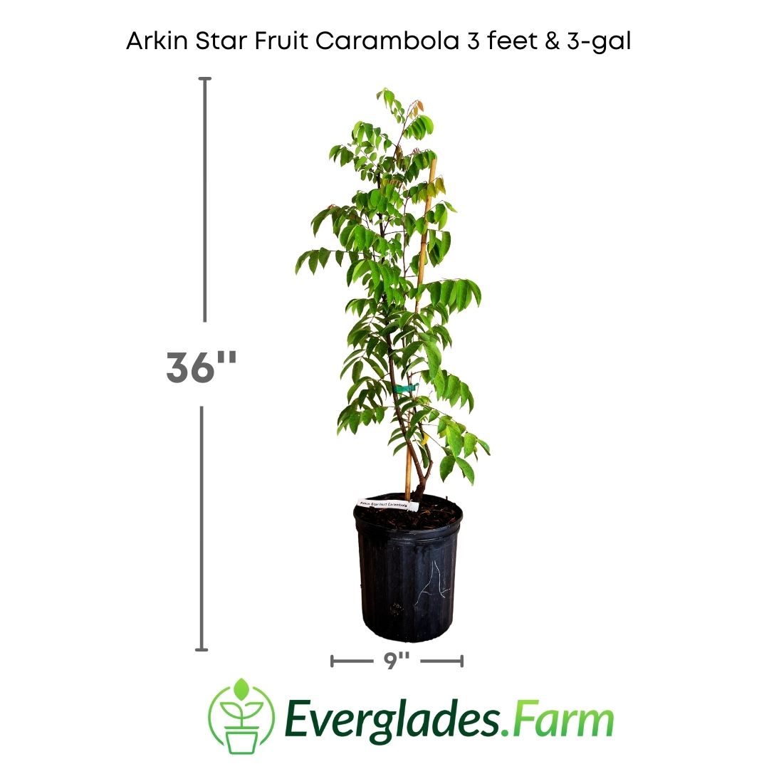 Arkin Star fruit Carambola Fruit Tree, Grafted