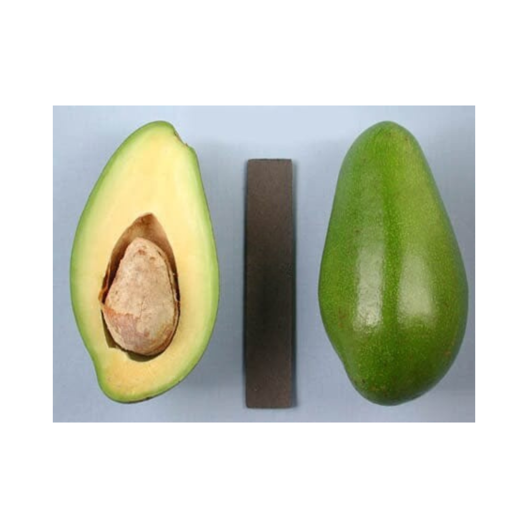 Abokado Zutano Avocado – Landz.us