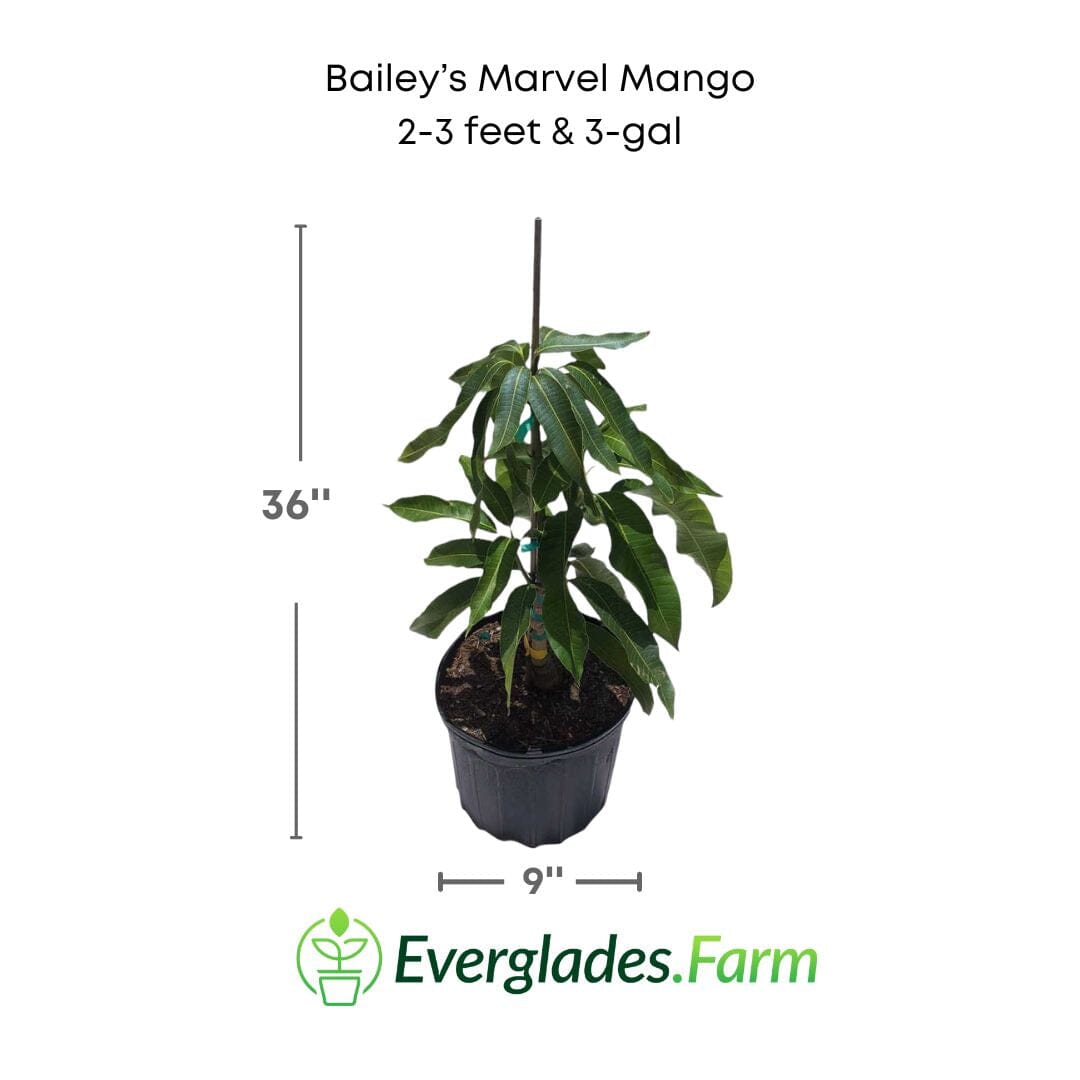 Bailey's Marvel Mango Tree, Grafted Fruit Trees 111-Lalo Melo 2-3 feet & 3-gal