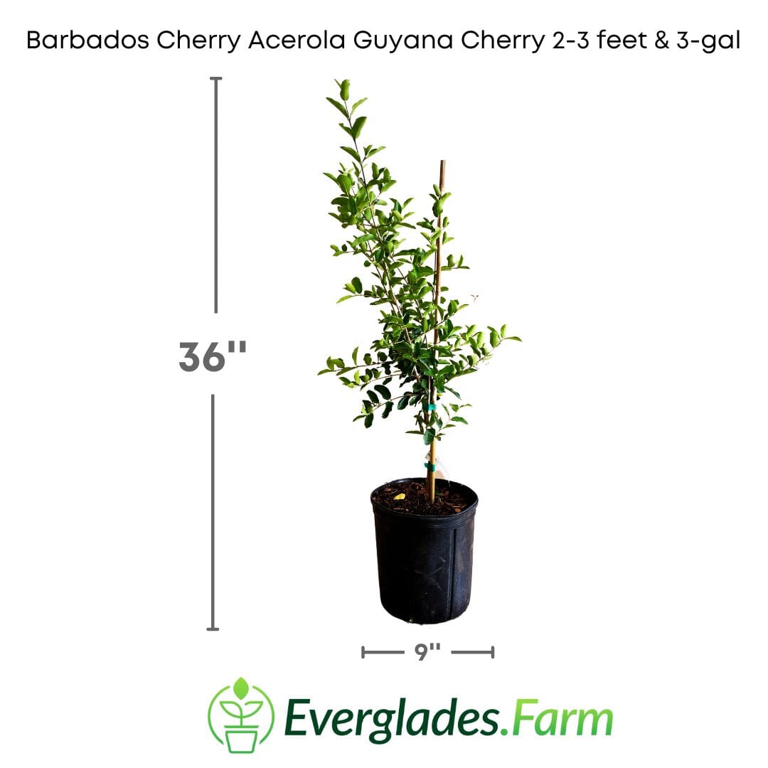 Barbados Cherry, Acerola, Guyana Cherry Tree Fruit Trees 100-Carlos Tropical Fruits 2-3 feet & 3-gal