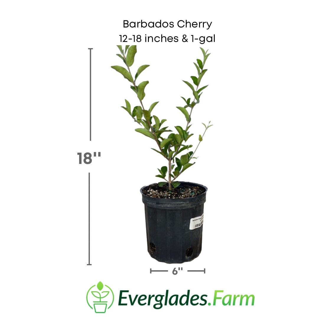 Barbados Cherry, Acerola, Guyana Cherry Tree Fruit Trees 100-Carlos Tropical Fruits 12-18 inches & 1-gal
