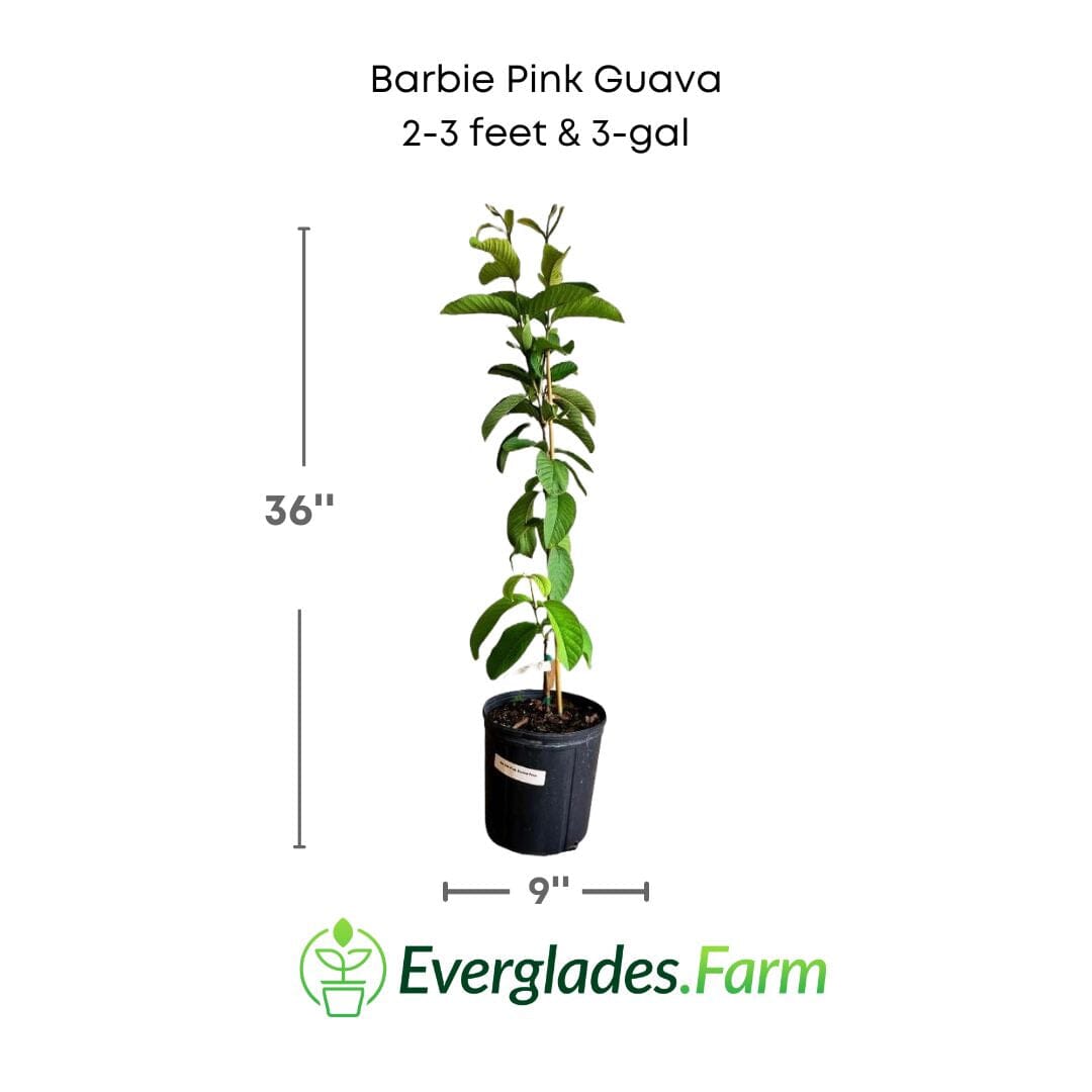 Barbie Pink Guava Tree Fruit Trees 124-Liner Source Inc. 2-3 feet & 3-gal