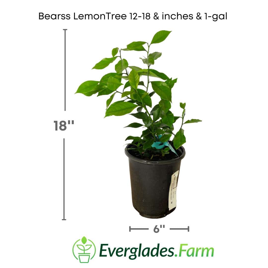Bearss Lemon Tree Fruit Trees 123-Holmberg Farms, Inc. 12-18 inches & 1-gal