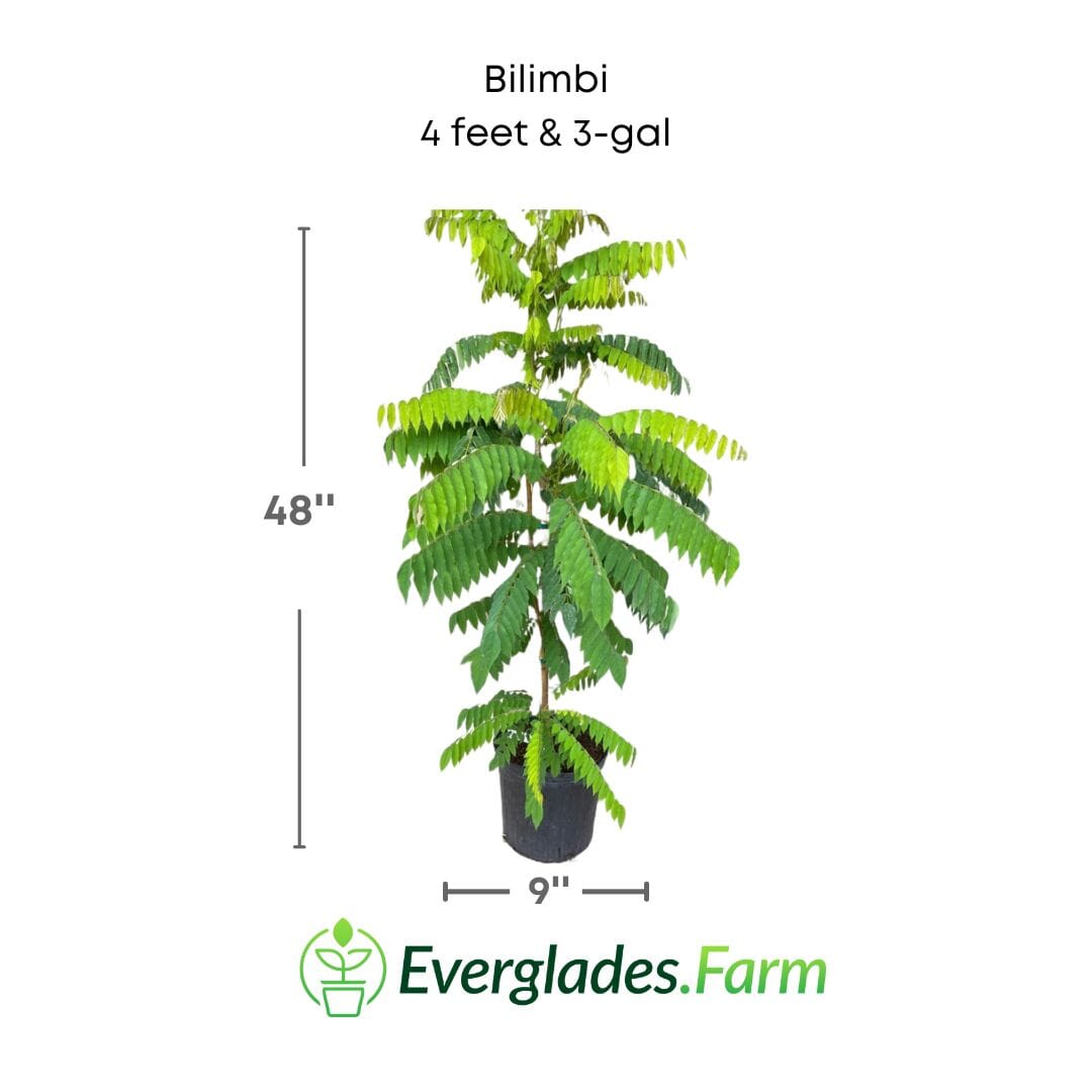 Bilimbi Tree, Fast Growing Fruit Trees 111-Lalo Melo 4 feet & 3-gal