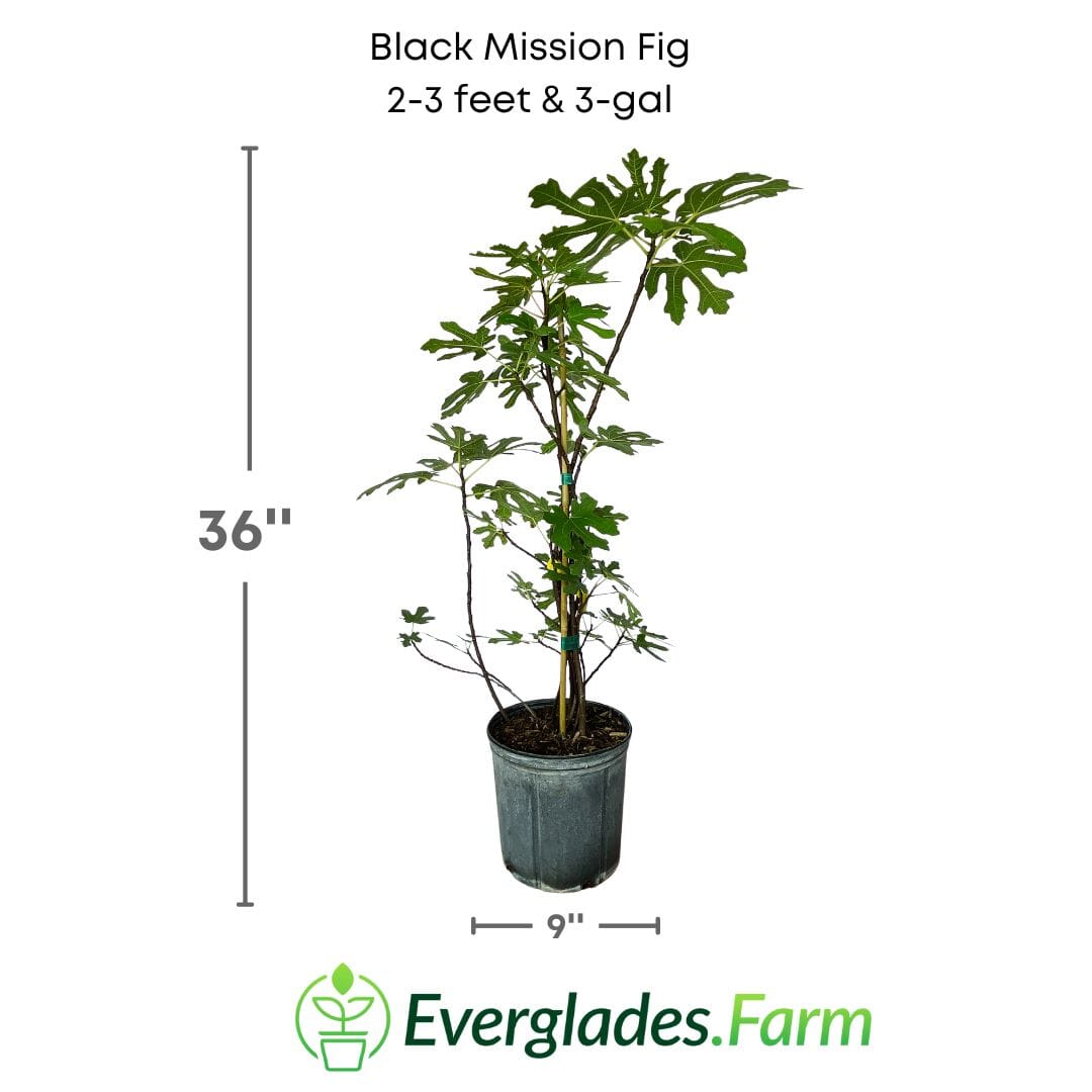 Black Mission Fig Tree 118-Agri-Starts Inc 2-3 feet & 3-gal