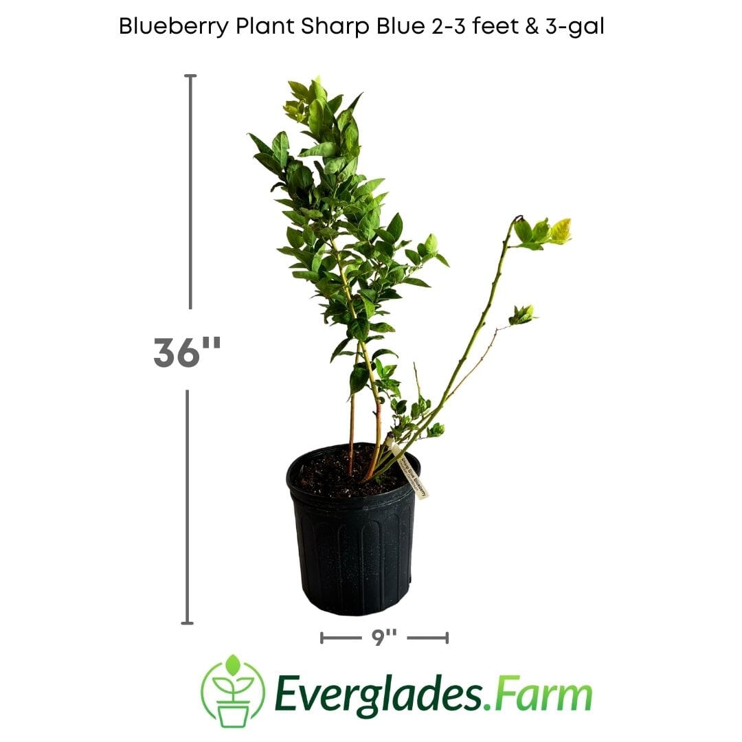 Blueberry Plant Sharpe Blue tree Everglades Farm 2-3 feet & 3-gal