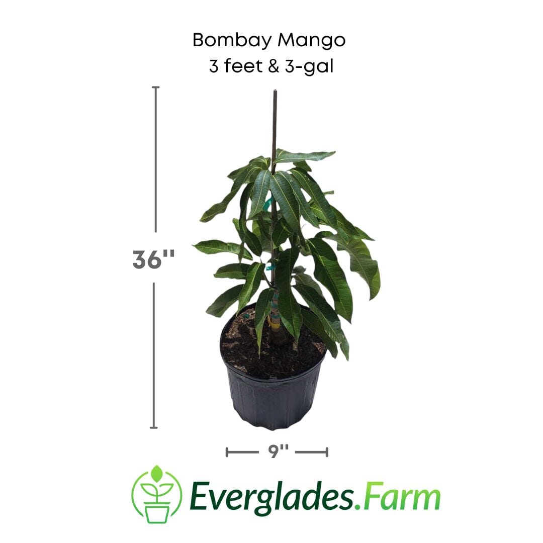 Bombay Mango Tree, Grafted Fruit Trees 111-Lalo Melo 12-18 inches & 1-gal