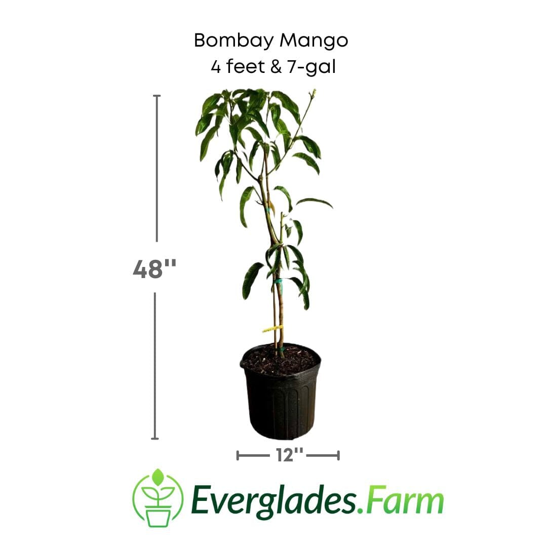 Bombay Mango Tree, Grafted Fruit Trees 111-Lalo Melo 4 feet & 7-gal