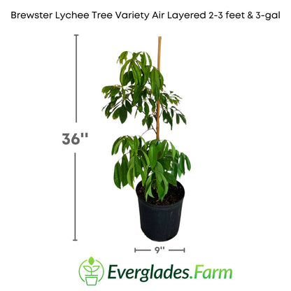 Brewster Lychee Tree Variety Air Layered