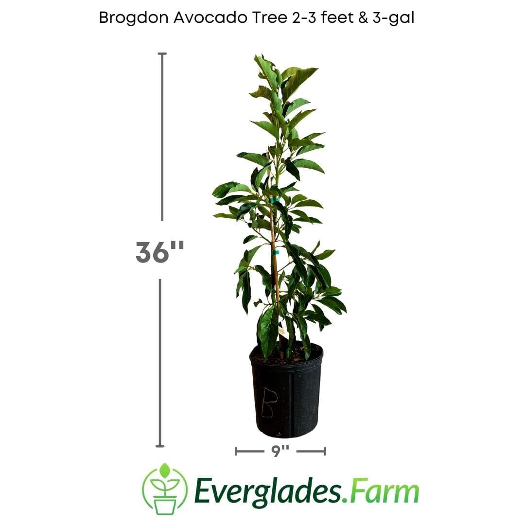 Brogdon Avocado Tree, Cold Hardy, Grafted Fruit Trees 100-Carlos Tropical Fruits 2-3 feet & 3-gal