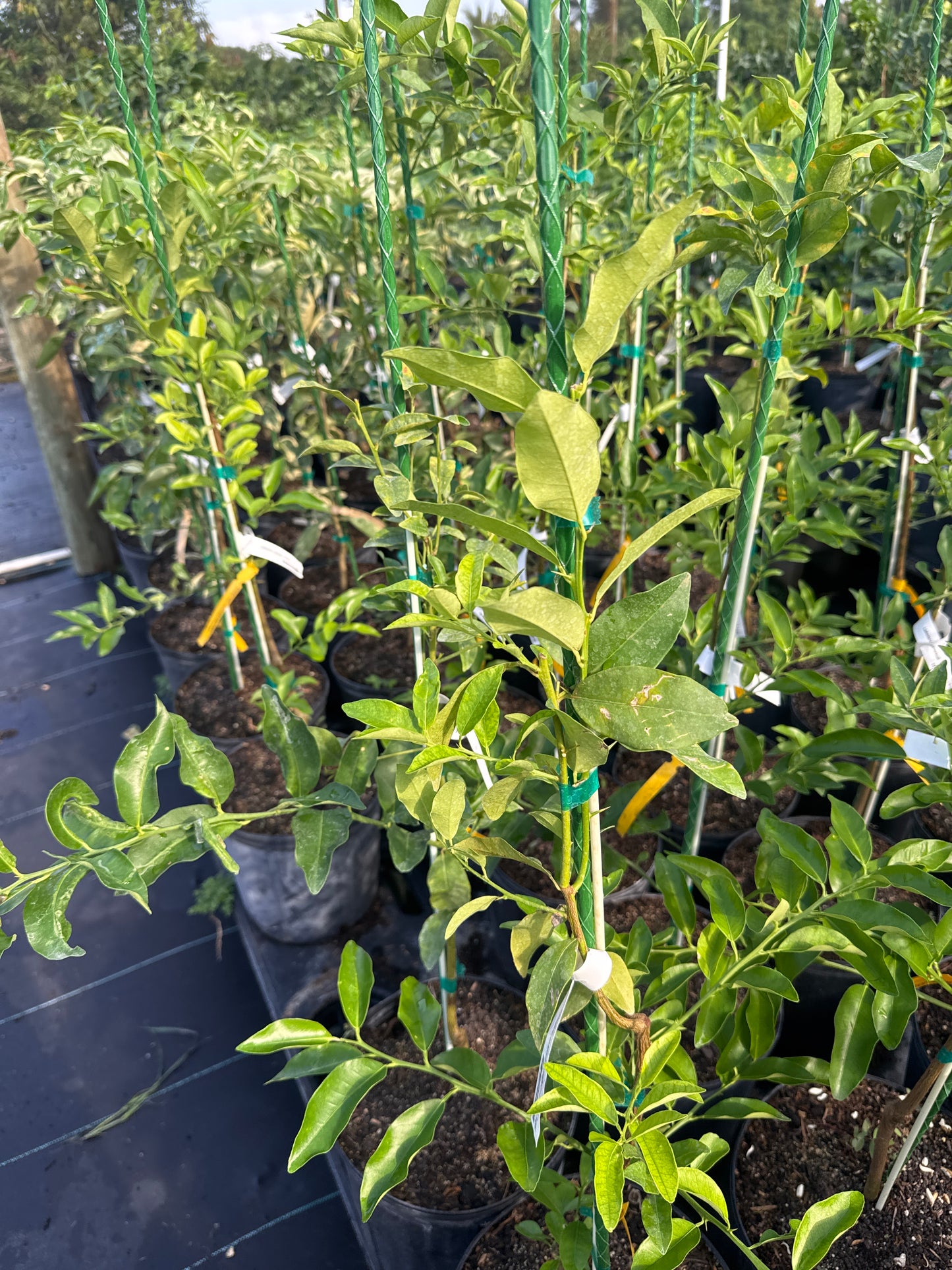 Lakeland Limequat Grafted Fruit Tree