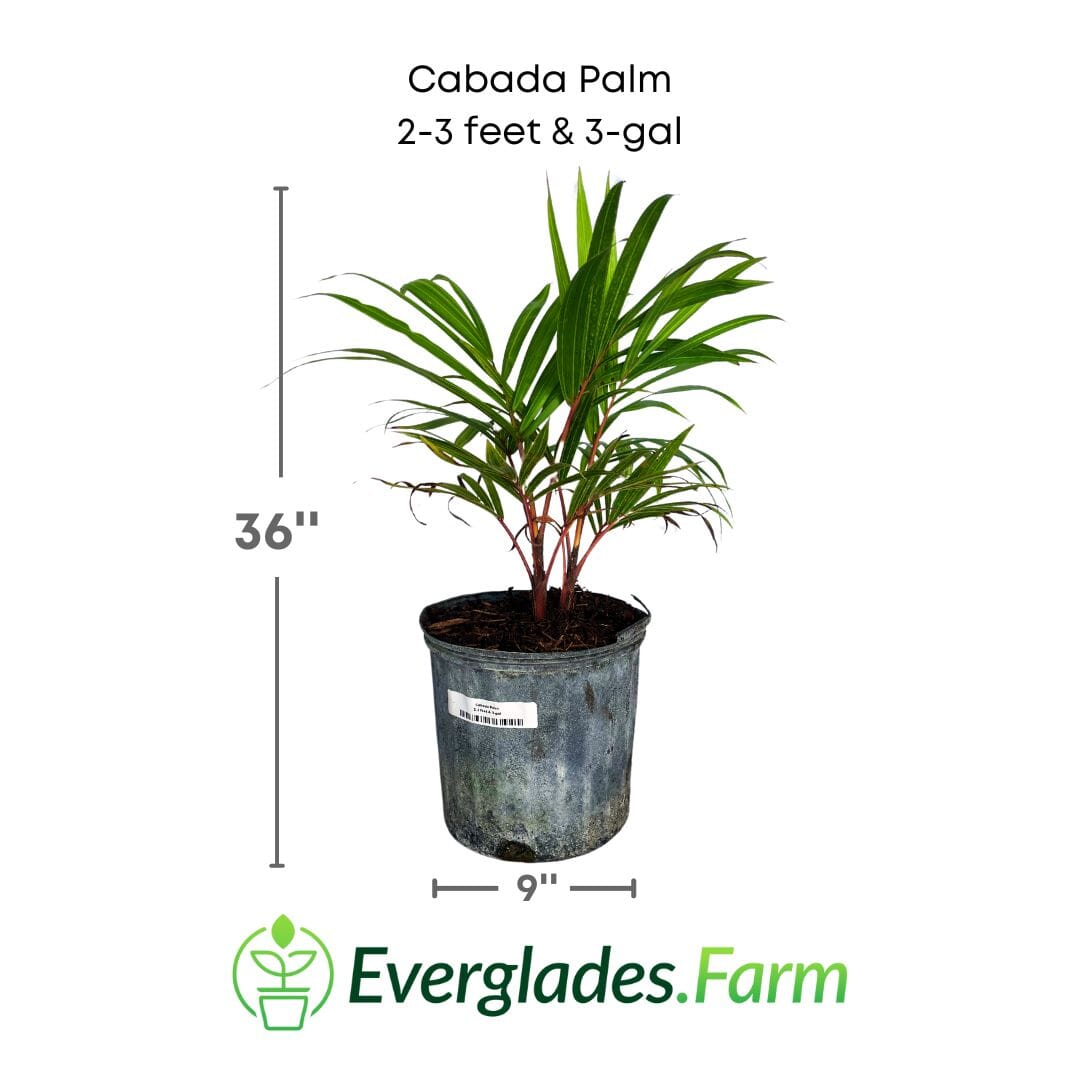 Cabada Palm 130-Casey's Corner Nursery 2-3 feet & 3-gal