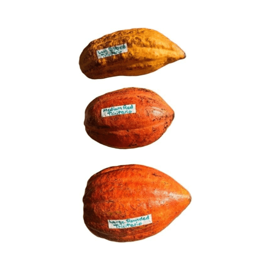 Trinitao Cacao Tree Yellow, Long Ribbed – Fruit-Bearing Theobroma Cacao Tree 103-Pine Island Nursery