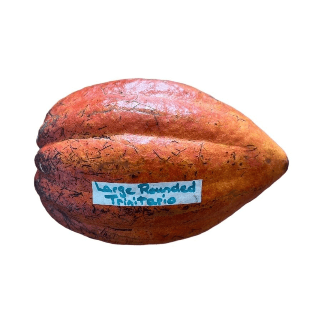 Trinitario Cacao Large Rounded Red Chocolate Tree Orange 103-Pine Island Nursery
