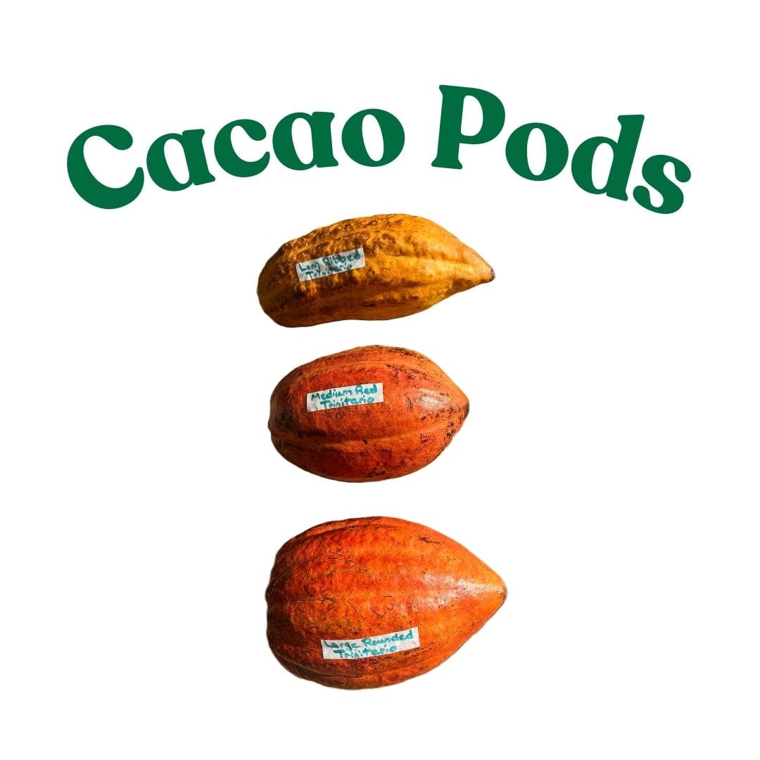 Trinitario Cacao Medium Red Chocolate Tree Orange 103-Pine Island Nursery