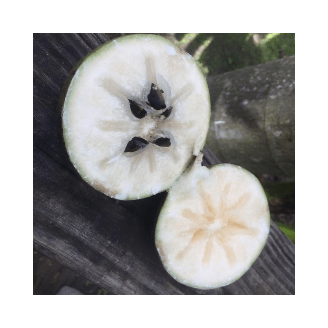 White Star Apple / Caimito Blanco Star Hipolito Fruit Tree Grafted Fruit Trees 100-Carlos Tropical Fruits