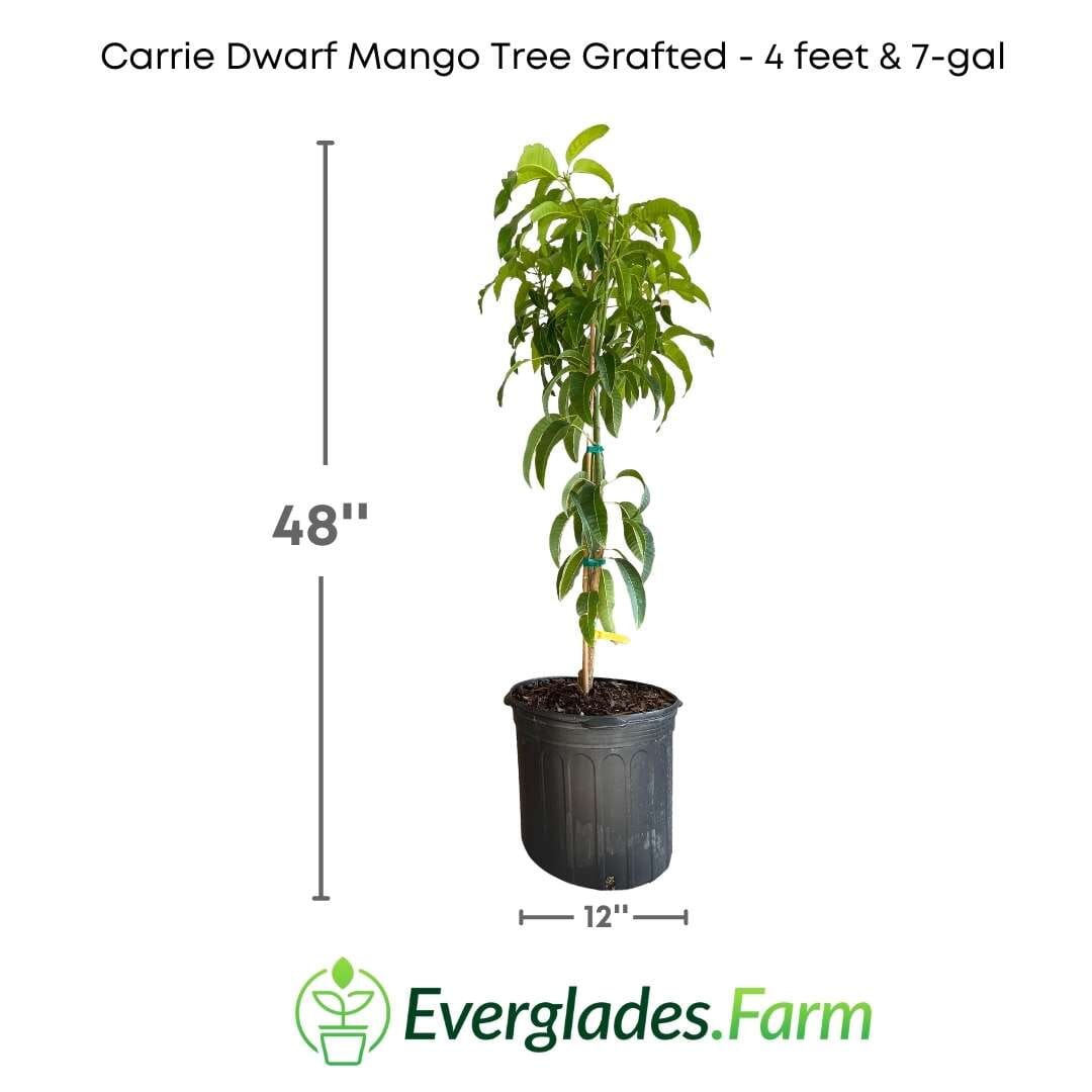Carrie Dwarf Mango Tree Grafted Fruit Trees 100-Carlos Tropical Fruits 4 feet & 7-gal