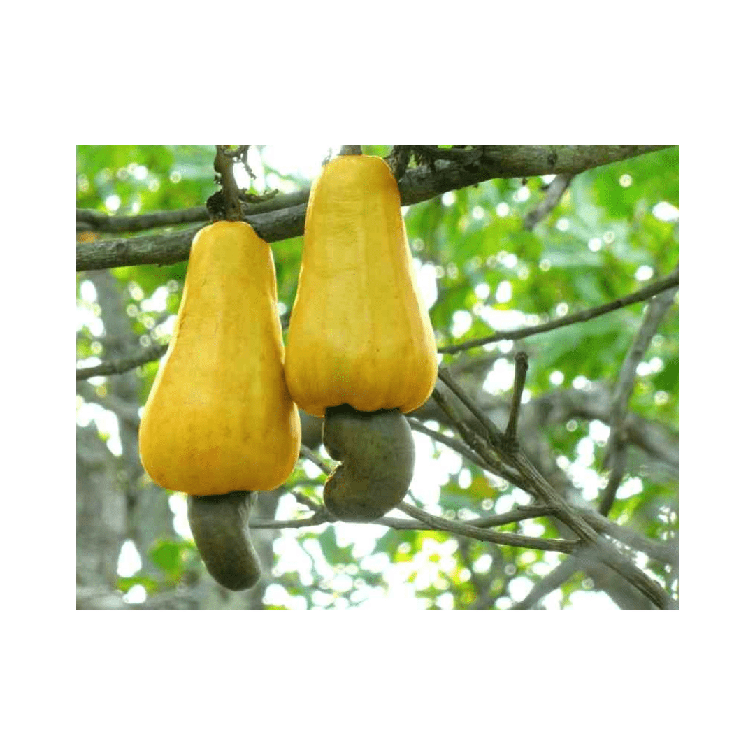 Organic Cashews — Lewi's Organics, image size:1080x1080