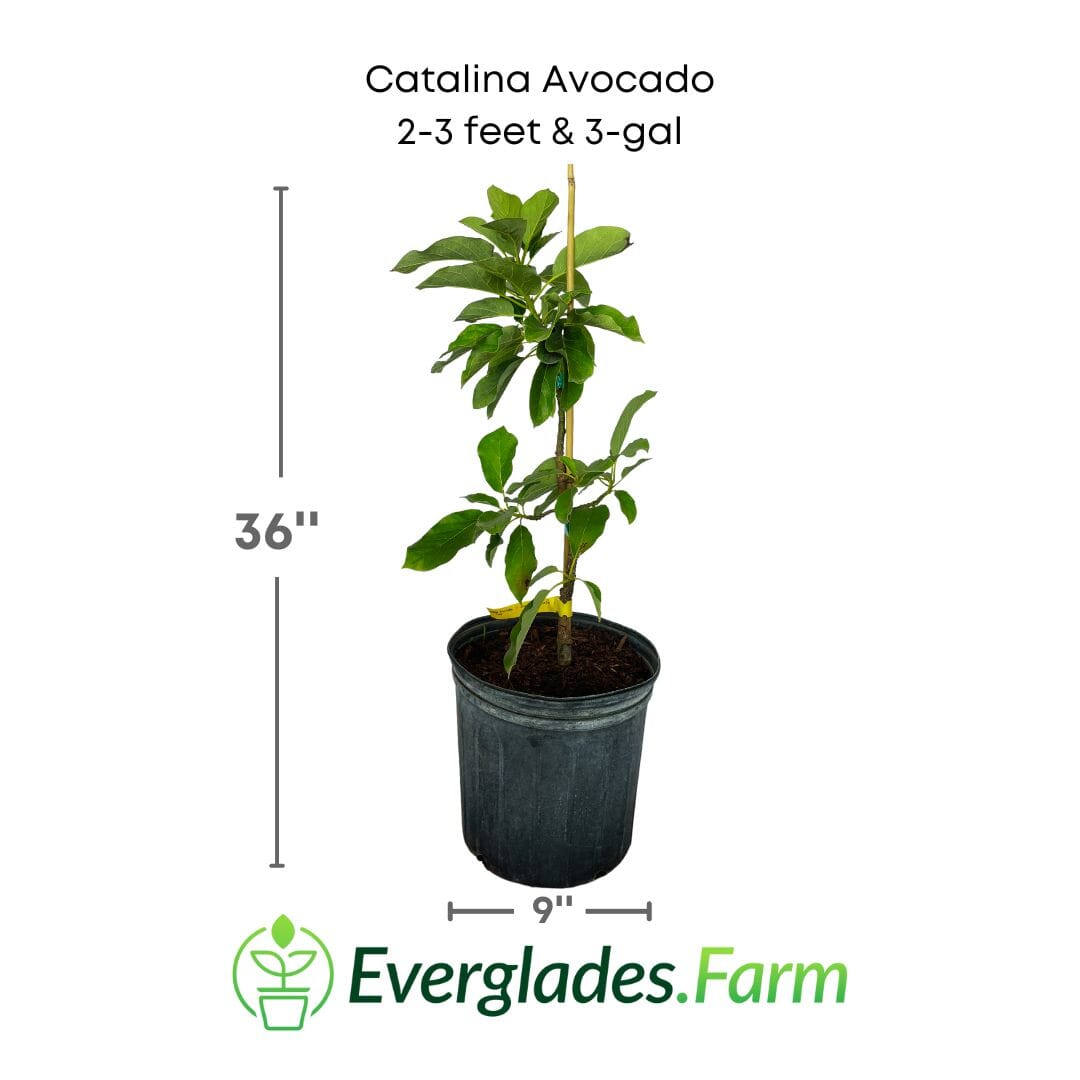 Catalina Avocado Tree, Grafted Fruit Trees 100-Carlos Tropical Fruits 2-3 feet & 3-gal