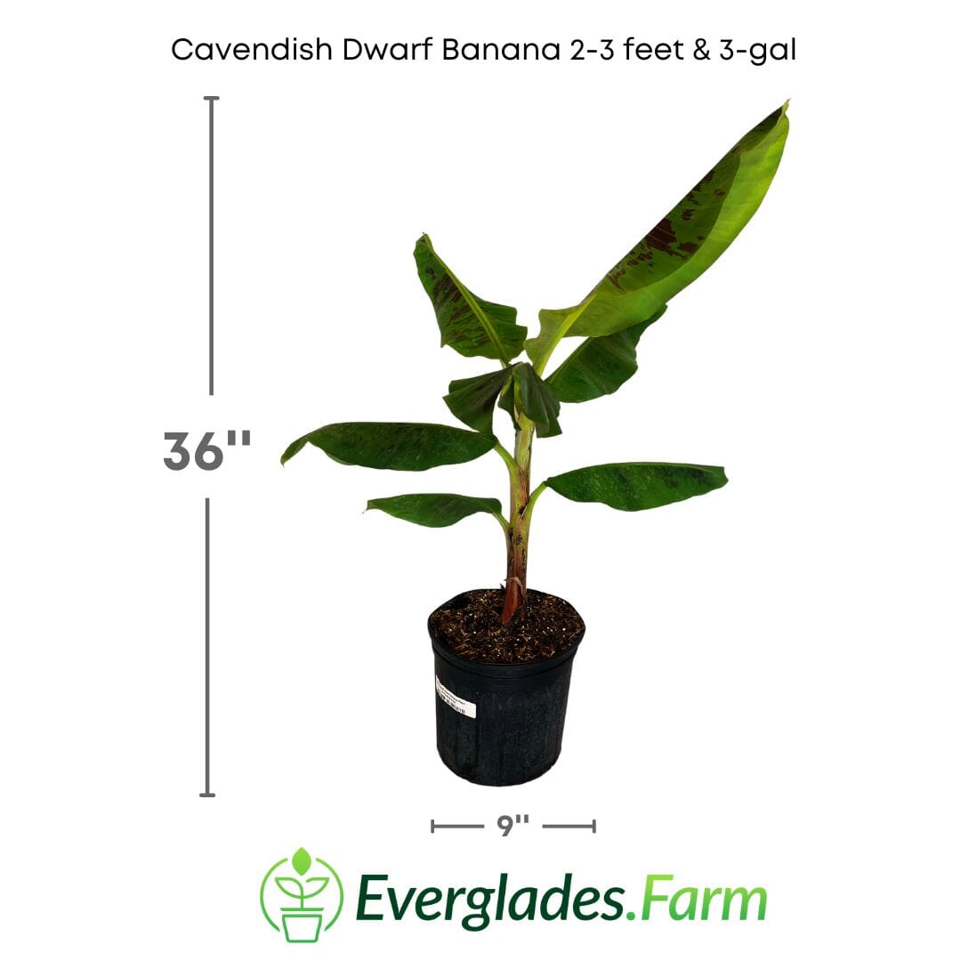 Cavendish Dwarf Banana Plant Everglades Farm 2-3 feet & 3-gal