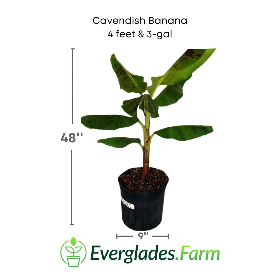 Cavendish Dwarf Banana Plant Everglades Farm 4 feet & 3-gal