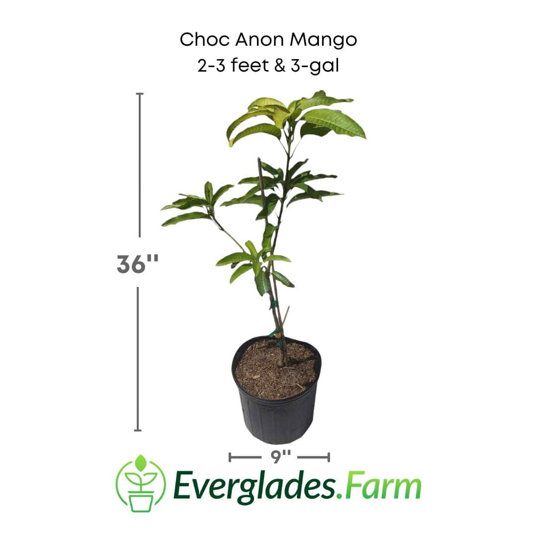 Choc Anon Mango / Miracle Mango Tree, Grafted Fruit Trees 100-Carlos Tropical Fruits 2-3 feet & 3-gal