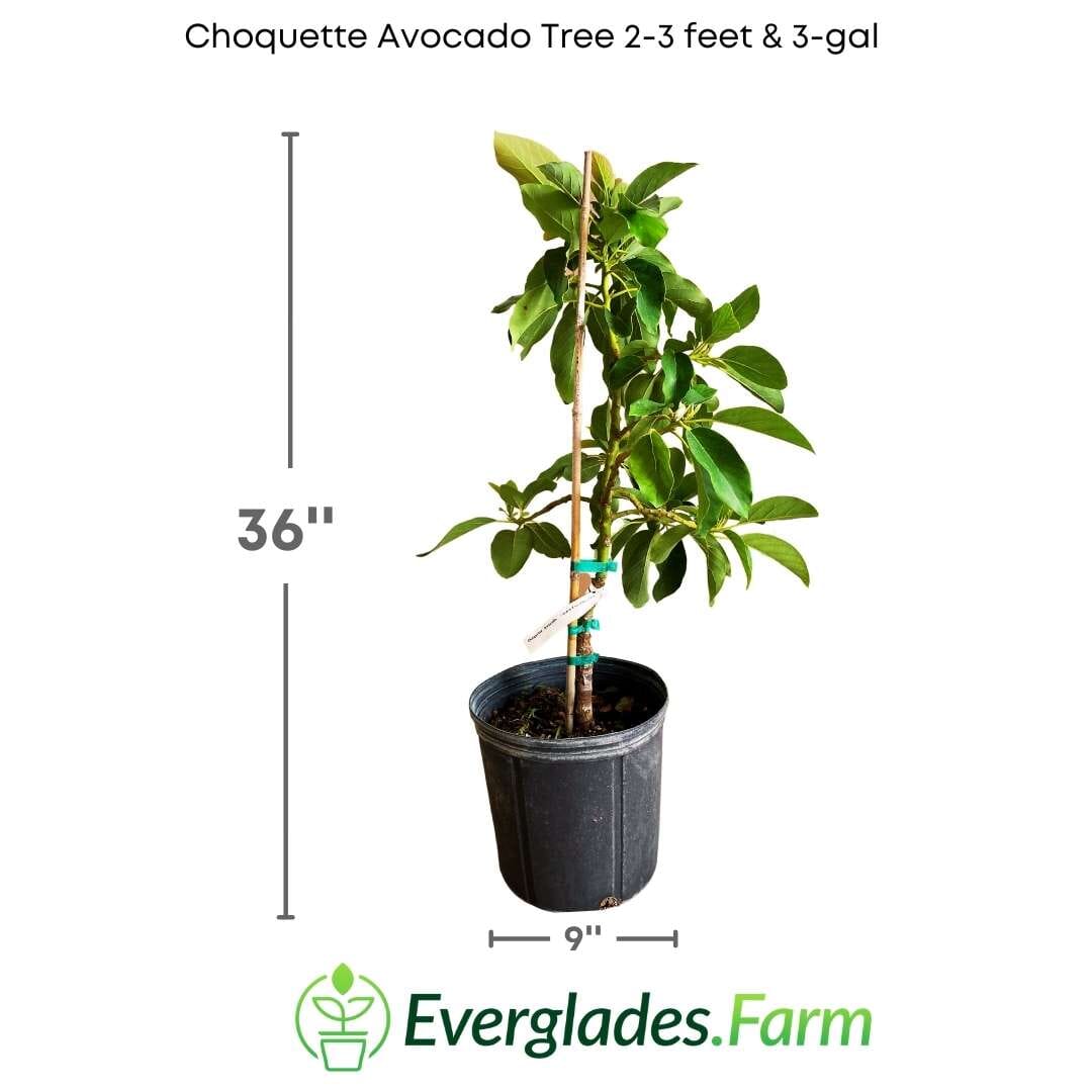 Choquette Avocado Tree Grafted Fruit Trees 100-Carlos Tropical Fruits 2-3 feet & 3-gal