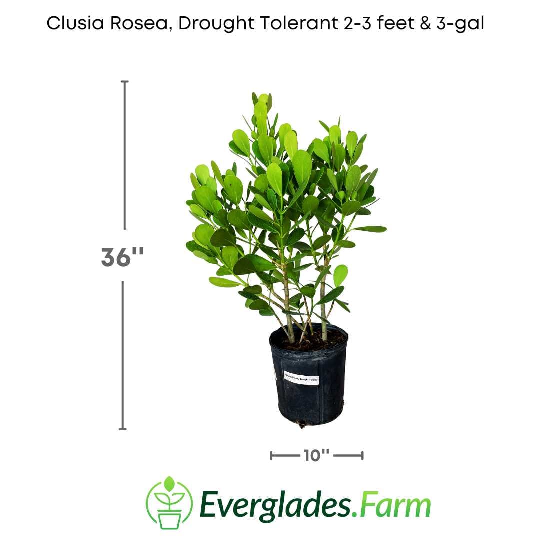 Clusia Rosea, Plant Ornamentals 115-Orlando Nursery 2-3 feet & 3-gal