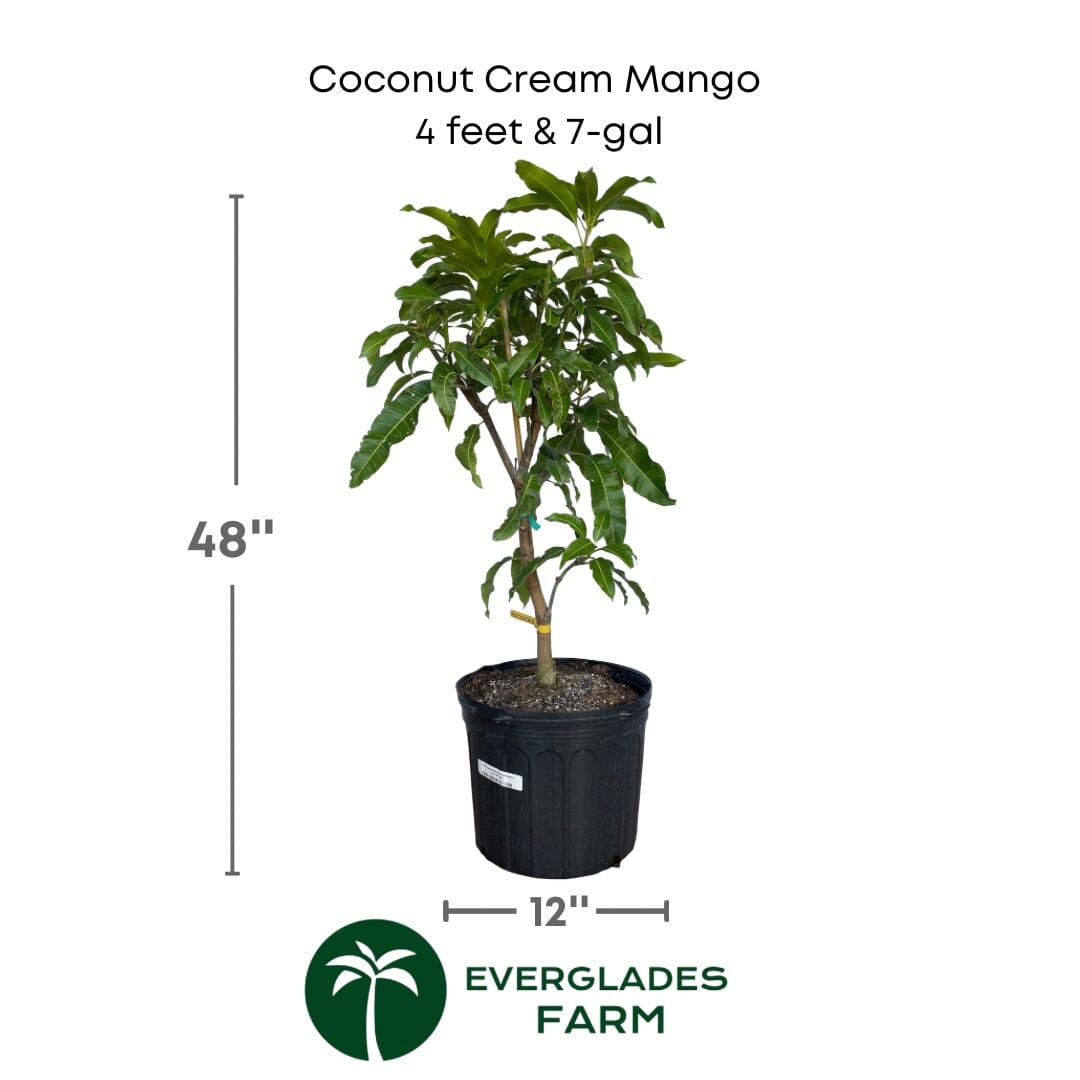 Coconut Cream Mango Tree, Grafted Fruit Trees 111-Lalo Melo 4 feet & 7-gal