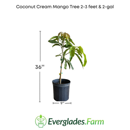 Coconut Cream Mango Tree, Grafted