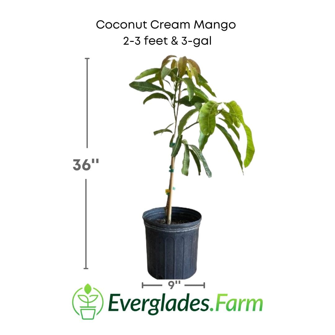 Coconut Cream Mango Tree, Grafted Fruit Trees 111-Lalo Melo 12-18 inches & 1-gal