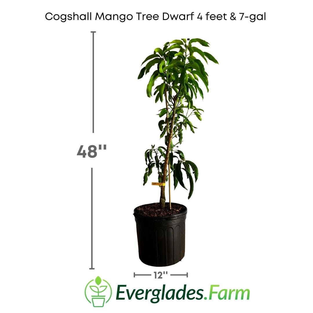 Cogshall Mango Tree Dwarf, Grafted Fruit Trees 100-Carlos Tropical Fruits 4 ft. & 7-gal.