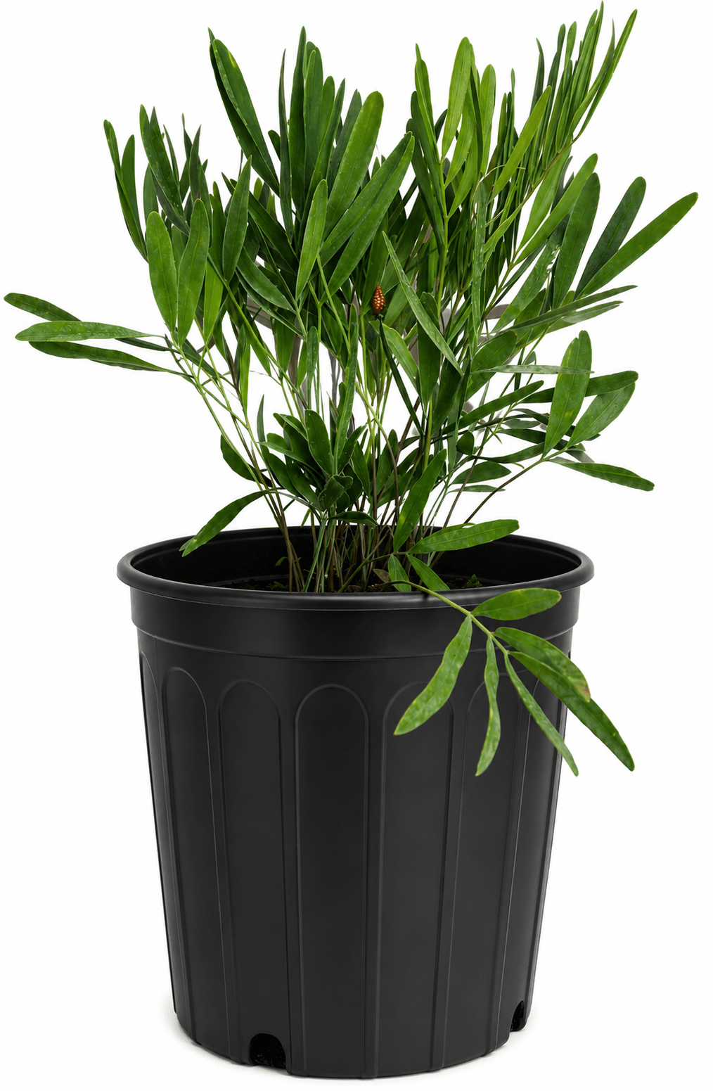 Coontie Palm Everglades Farm 2-3 feet & 3-gal