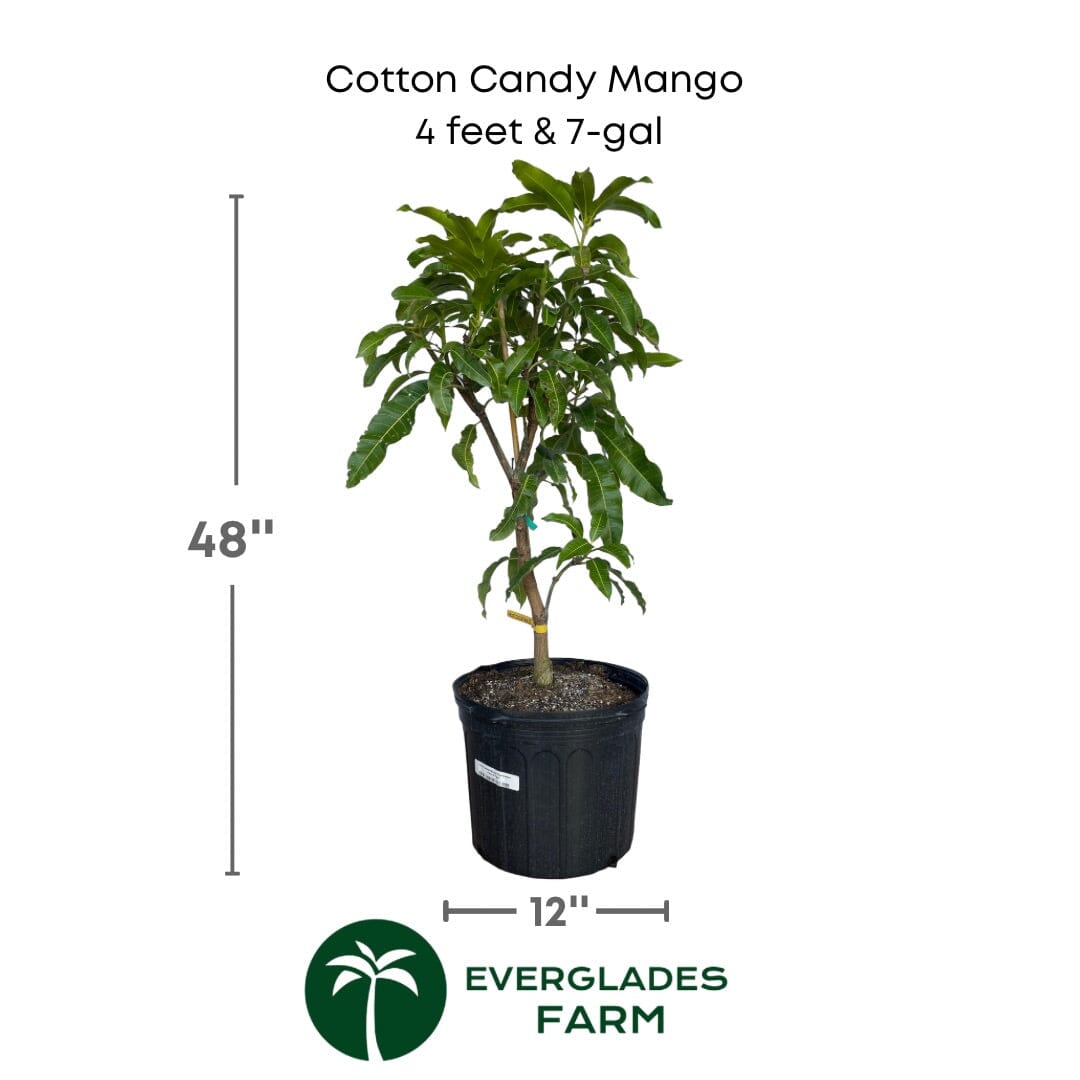 Cotton Candy Mango Tree, Grafted Fruit Trees 102-Zill High Performance Plants 4 feet & 7-gal