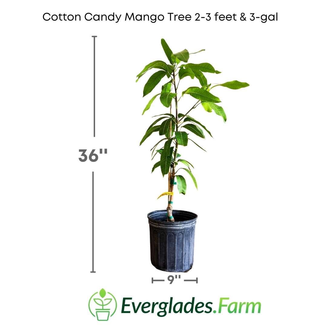 Cotton Candy Mango Tree, Grafted Fruit Trees 102-Zill High Performance Plants 2-3 feet & 3-gal
