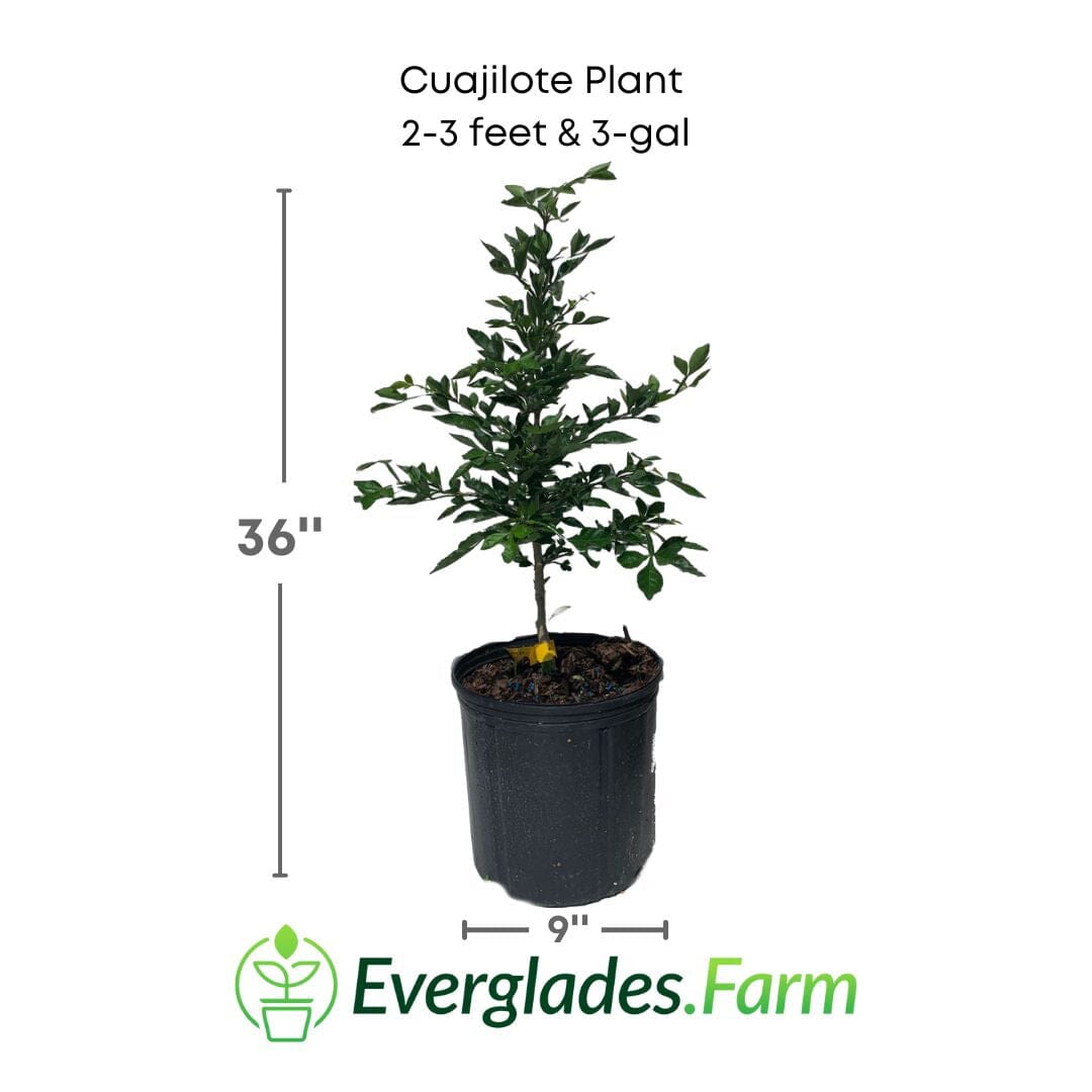 Cuajilote Parmentiera Aculeata Tree 100-Carlos Tropical Fruits 2-3 feet & 3-gal