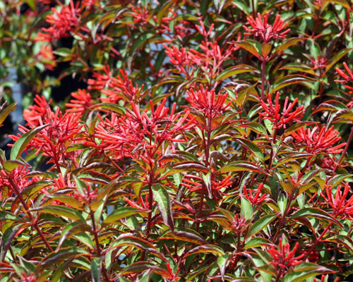 Calusa Firebush (Hamelia patens 'Calusa') - Compact Native Hummingbird & Butterfly Shrub for Sunny Gardens