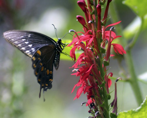 Cardinal Flower (Lobelia cardinalis) - Native Red Hummingbird Magnet for Moist Soils & Rain Gardens