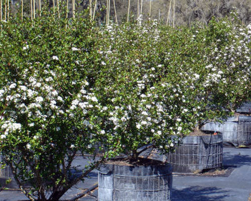 Withlacoochee Walter's Viburnum (Viburnum obovatum 'Withlacoochee') - Compact Native Evergreen Shrub for Hedges & Wildlife