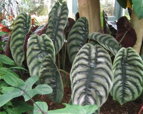 Alocasia Cuprea Red Secret Tropical Houseplant in 4" Container Everglades Farm
